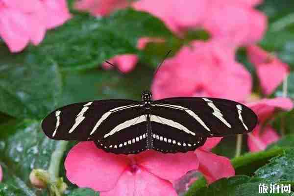 2020北京国际鲜花港蝴蝶展时间+门票+地点+介绍 2020北京国际鲜花港蝴蝶展时间+门票+地点+介绍