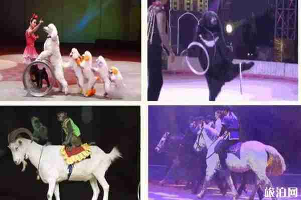 2020青岛花灯会时间+地点 2020青岛花灯会门票+活动攻略 2020青岛花灯会时间+地点 2020青岛花灯会门票+活动攻略