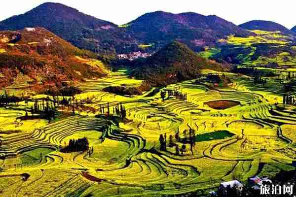 2020罗平油菜花最佳时间 2020罗平油菜花哪里最好看 2020罗平油菜花最佳时间 2020罗平油菜花哪里最好看