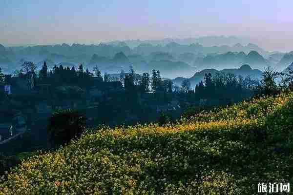 2020罗平油菜花最佳时间 2020罗平油菜花哪里最好看 2020罗平油菜花最佳时间 2020罗平油菜花哪里最好看