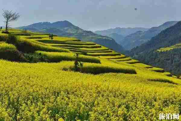 2020罗平油菜花最佳时间 2020罗平油菜花哪里最好看 2020罗平油菜花最佳时间 2020罗平油菜花哪里最好看