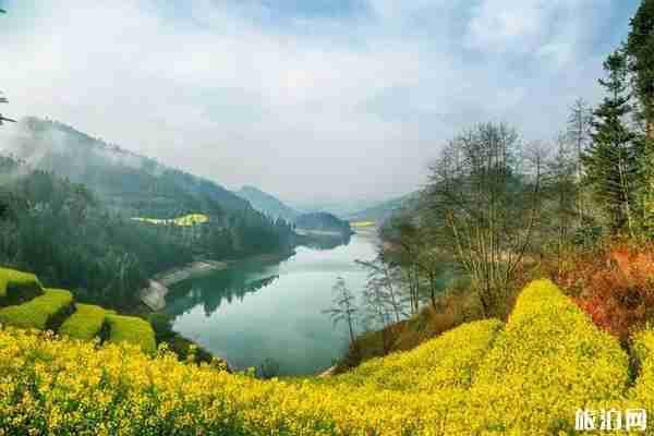 2020罗平油菜花最佳时间 2020罗平油菜花哪里最好看 2020罗平油菜花最佳时间 2020罗平油菜花哪里最好看