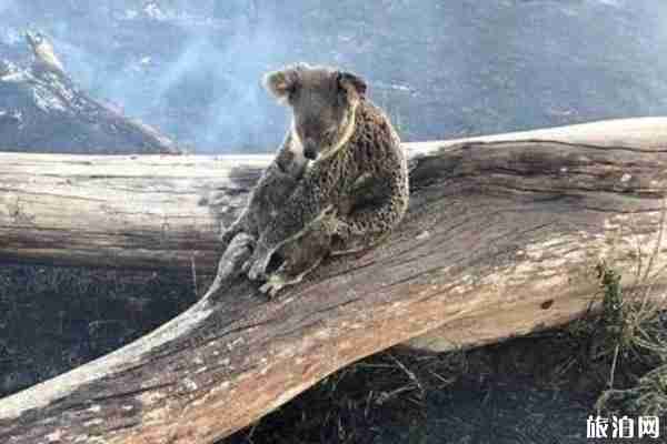 2020澳大利亚山火持续蔓延 2万只考拉死亡 2020澳大利亚山火持续蔓延 2万只考拉死亡