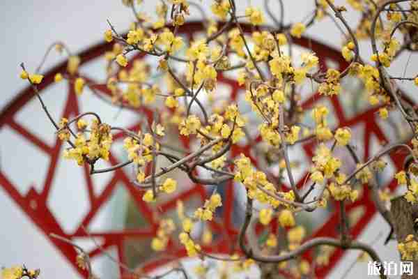 2020鄢陵蜡梅梅花文化节时间+地点+活动介绍