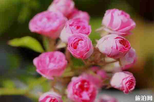 2020上海金山赏花的地方