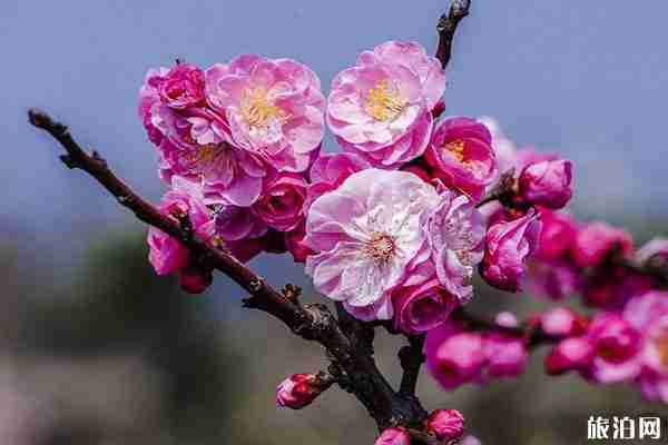 2020上海世纪公园梅花开了吗 2020上海世纪公园梅花开了吗