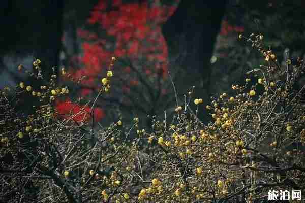 南京哪里有腊梅可以观赏 南京哪里有腊梅可以观赏