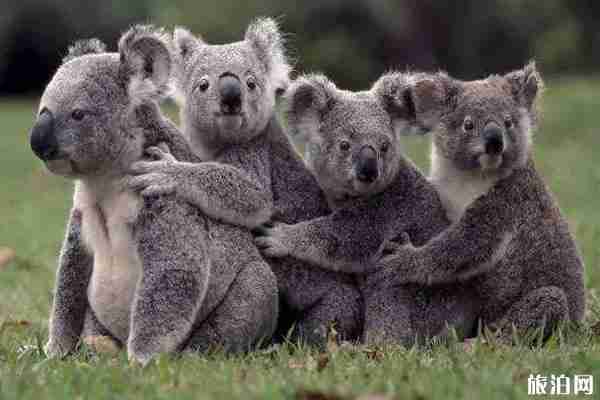 2020澳大利亚哪里可以抱考拉 2020澳大利亚哪里可以抱考拉