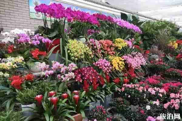 北京花市在哪+營業時間 北京花市在哪+營業時間