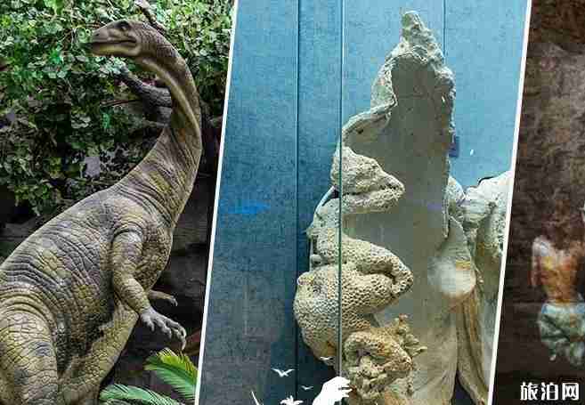 北京自然博物館游玩攻略