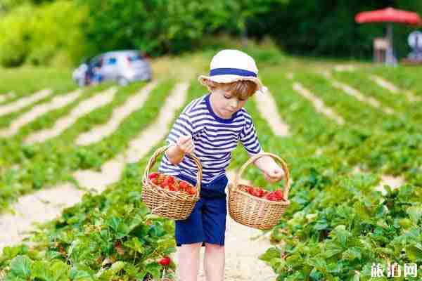2020年重慶哪些地方可以摘草莓 2020年重慶哪些地方可以摘草莓
