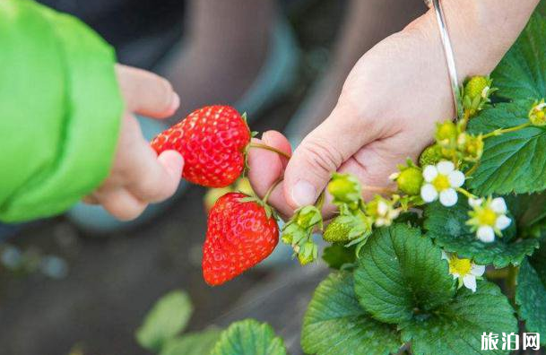 2020年重慶哪些地方可以摘草莓 2020年重慶哪些地方可以摘草莓