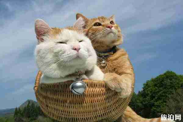 日本宫城县有哪些小众景点 日本宫城县有哪些小众景点