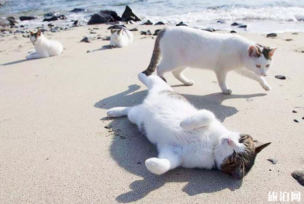 日本宫城县有哪些小众景点 日本宫城县有哪些小众景点