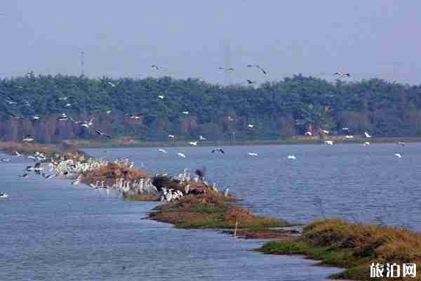 2020广州南沙湿地新春活动有哪些