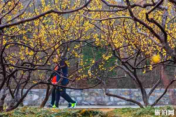 山东哪里有腊梅可以观赏