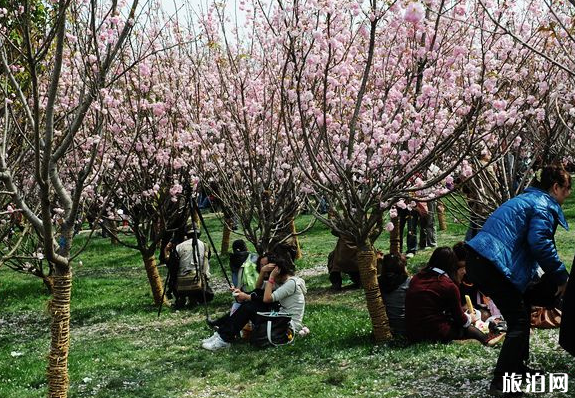 2020年春节成都庙会有哪些地方举行 时间-地点-门票
