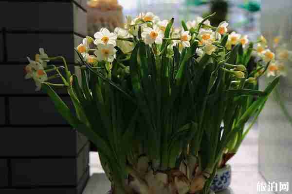 2020上海共青森林公园水仙花展时间和门票和地点