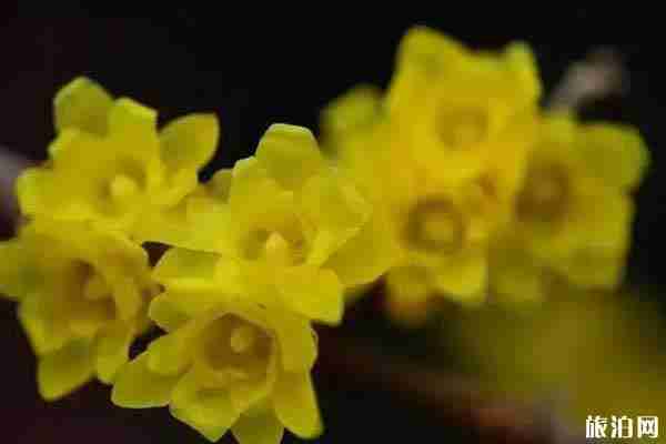 西安哪里可以看梅花 门票和景点推荐 西安哪里可以看梅花 门票和景点推荐