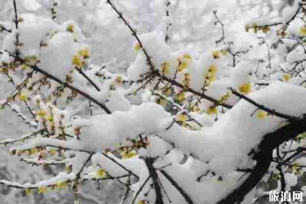 西安哪里可以看梅花 门票和景点推荐 西安哪里可以看梅花 门票和景点推荐