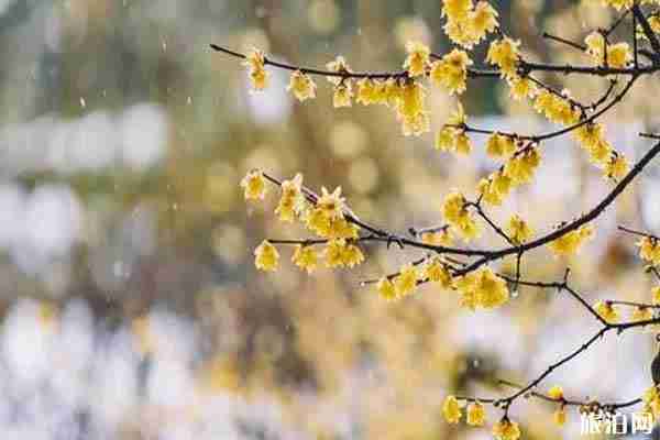 西安哪里可以看梅花 门票和景点推荐 西安哪里可以看梅花 门票和景点推荐