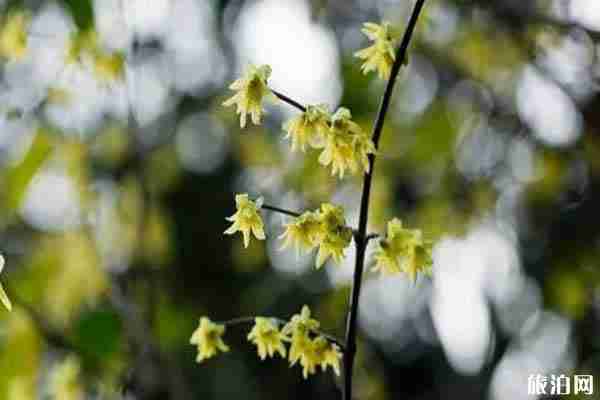 西安哪里可以看梅花 门票和景点推荐 西安哪里可以看梅花 门票和景点推荐