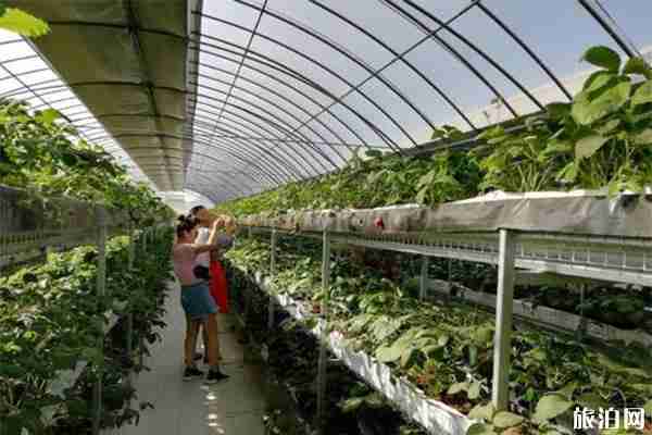 兰州榆中李家庄田园怎么去 附2020新春灯展-美食信息