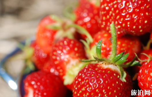 上海松江区有哪些摘草莓的地方 地点-价格-电话 上海松江区有哪些摘草莓的地方 地点-价格-电话