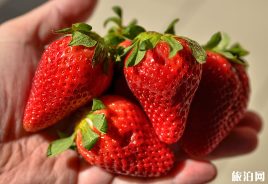 上海松江区有哪些摘草莓的地方 地点-价格-电话 上海松江区有哪些摘草莓的地方 地点-价格-电话
