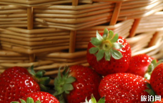上海松江区有哪些摘草莓的地方 地点-价格-电话 上海松江区有哪些摘草莓的地方 地点-价格-电话