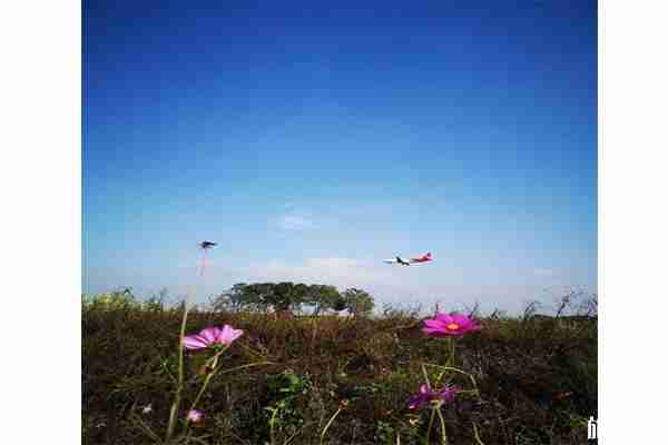 双流空港花田郁金香花节1月25日开启 持续时间-花节内容
