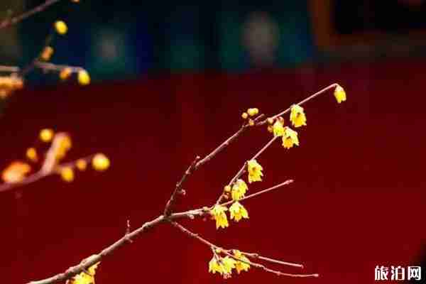 2020年北京哪里赏腊梅 2020年北京哪里赏腊梅