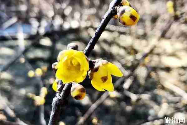 2020年北京哪里赏腊梅 2020年北京哪里赏腊梅