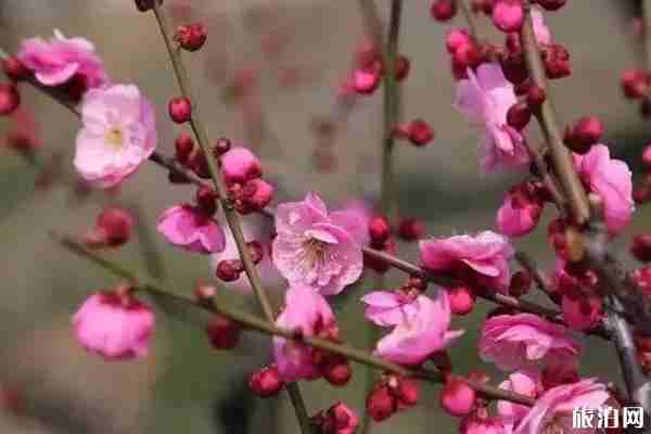 2020年北京哪里赏腊梅 2020年北京哪里赏腊梅