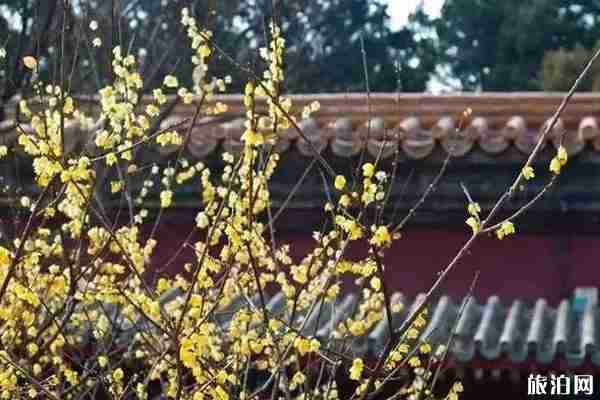 2020年北京哪里赏腊梅 2020年北京哪里赏腊梅