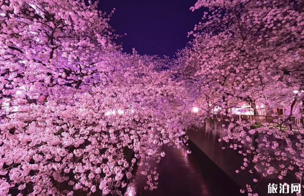 日本樱花观赏地 有哪些小众赏樱地 日本樱花观赏地 有哪些小众赏樱地