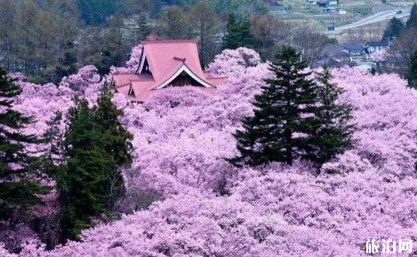 日本樱花观赏地 有哪些小众赏樱地 日本樱花观赏地 有哪些小众赏樱地