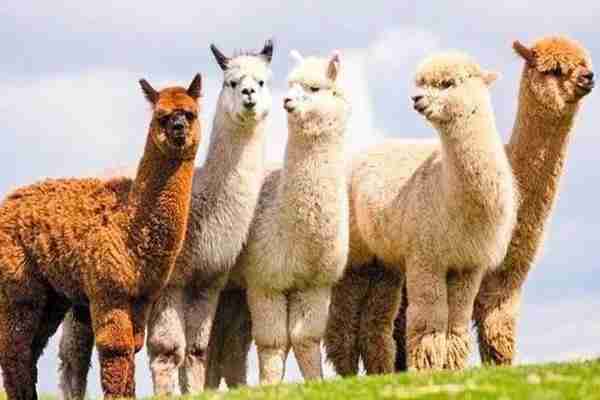 2020石景山游乐园庙会时间和活动亮点