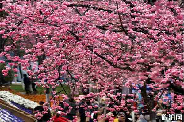 昆明动物园冬樱花什么时候开放 观赏地点-持续时间