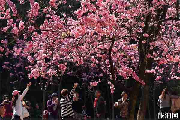 昆明动物园冬樱花什么时候开放 观赏地点-持续时间