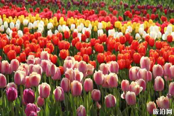 重庆南山植物园现在还有花吗 重庆南山植物园现在还有花吗