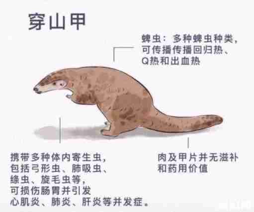 上海关停3家野生动物交易场所 杜绝交叉感染 上海关停3家野生动物交易场所 杜绝交叉感染