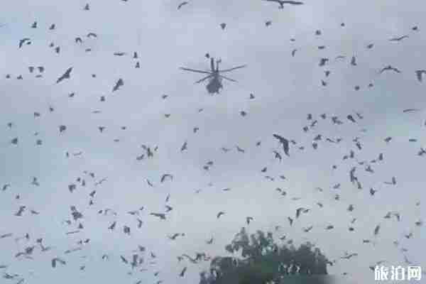 大量蝙蝠涌入澳大利亚城镇 还能旅游吗