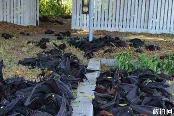 大量蝙蝠涌入澳大利亚城镇 还能旅游吗