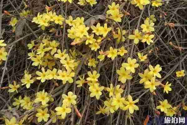 郑州春天赏花的地方推荐 郑州春天赏花攻略