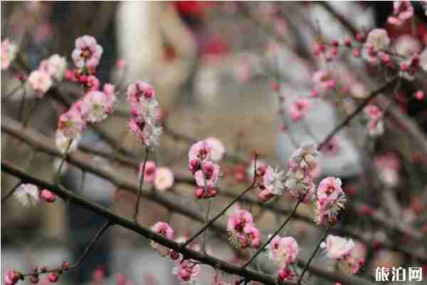 郑州春天赏花的地方推荐 郑州春天赏花攻略
