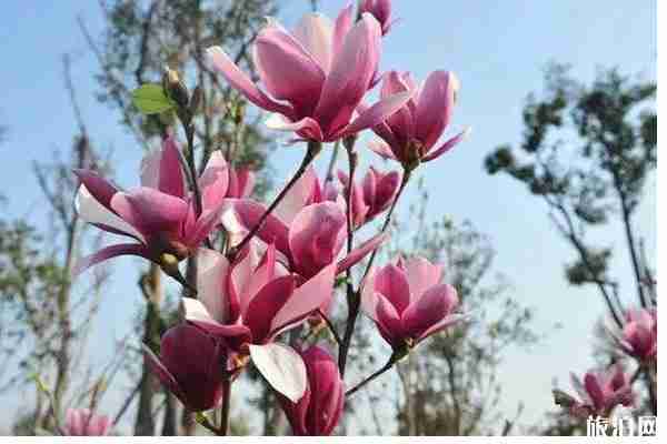 郑州春天赏花的地方推荐 郑州春天赏花攻略