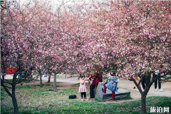 郑州春天赏花的地方推荐 郑州春天赏花攻略