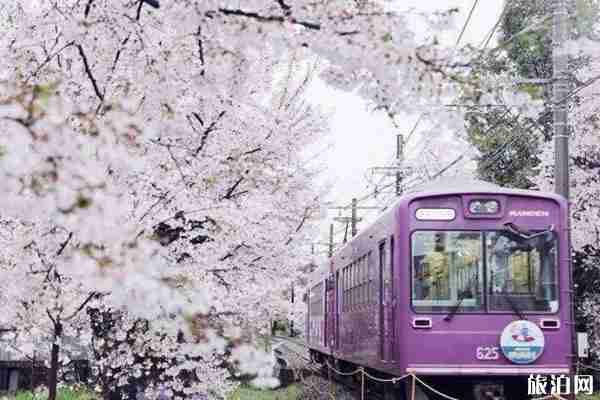 南昌櫻花什么時候開放 賞櫻地點