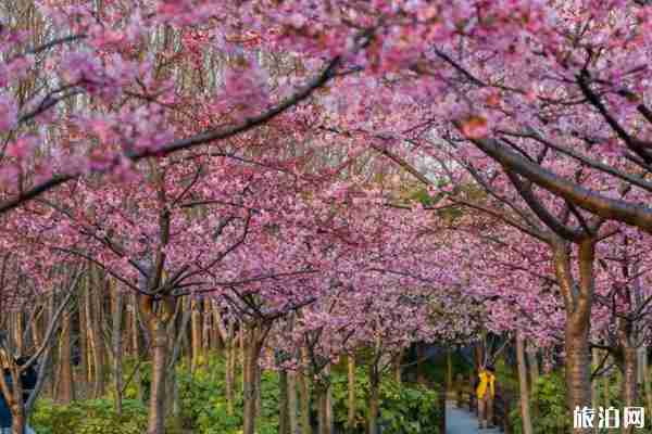 南昌櫻花什么時候開放 賞櫻地點